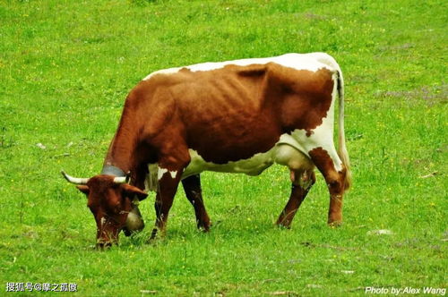 What year is the year of the Ox after 00
