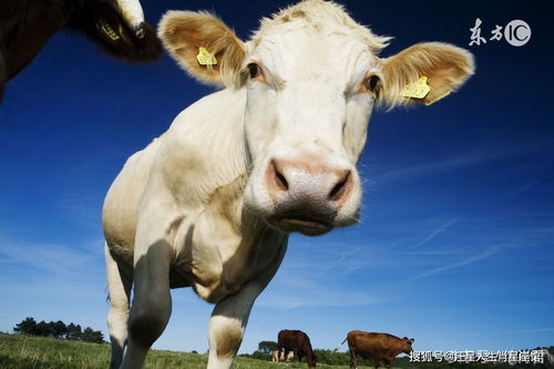 Is the Ox compatible with the Bull?