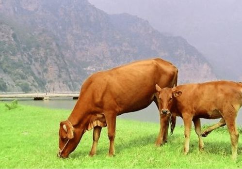 How many floors is the most auspicious for the 97 year old Ox to live on?