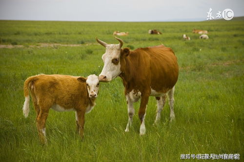 1985 Ox Lifespan