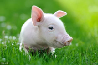 Is it suitable for 1995 Pig and 1997 Ox to get married?