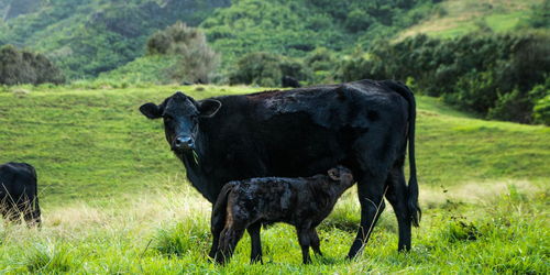 Fate of a girl born at the time of the Ox's birth