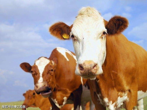 Are 1985 Ox and 1985 Bull compatible?