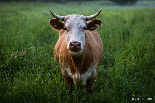 Which direction is suitable for the 85 year old Ox to work