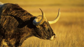 1985 Ox Horoscope for the next ten years