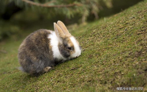 Is 1987 a Bitter Rabbit or a Rabbit
