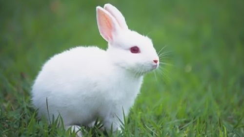 What is the best month to be a rabbit?