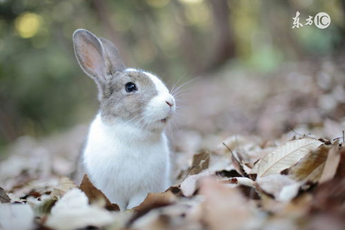 1975 Rabbit 2023 Horoscope