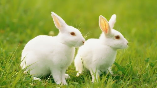 The best match for a rabbit