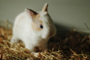 63 Years Rabbit Horoscope