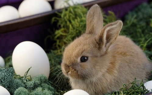 1963 Rabbit Lifespan How old do you live?