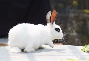 1987 Rabbit
