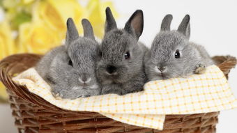 What jewelry is suitable for 1975 Rabbit?