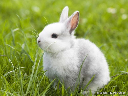 1987 Rabbit Luck after 35