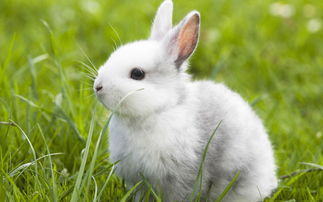 63 Years Rabbit Female 2023 Horoscope and Prospects