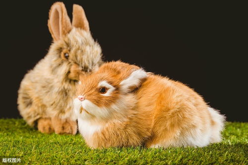 Marriage of a 75 year old Rabbit after 47