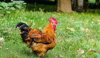 Dragon and Rooster together?
