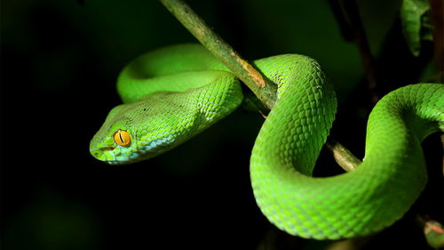 Can a Tiger kill a Snake?