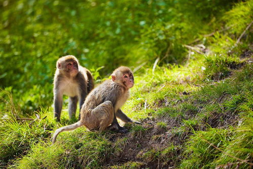 Is the Snake compatible with the Monkey?