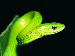 What is the life of a Snake in February 1977?
