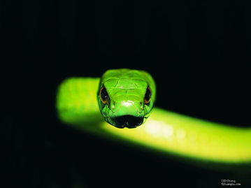 1965 Snake 57 years of age, how is the financial luck