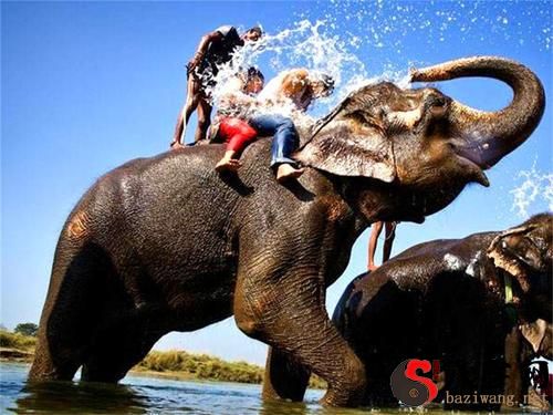 Dreaming of riding an elephant