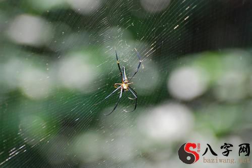 Dreaming of an enormous spider