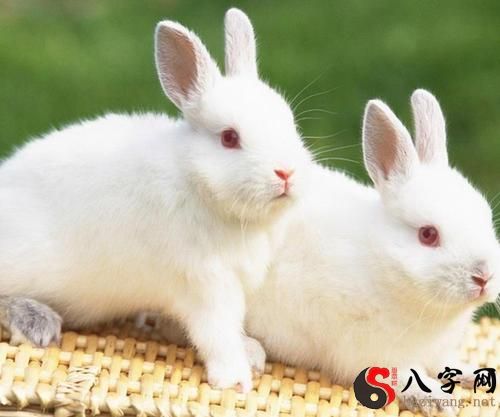 I dreamed of stepping on a rabbit.