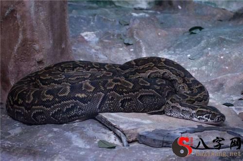 Dreaming of a boa constrictor
