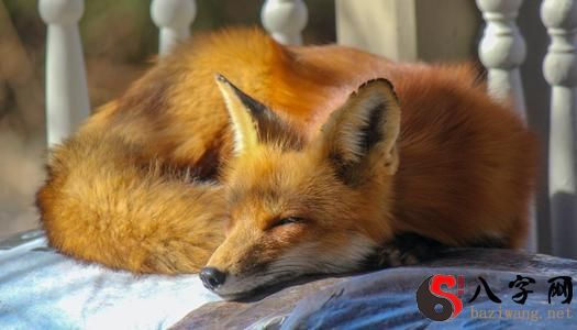 Dreaming of a yellow fox