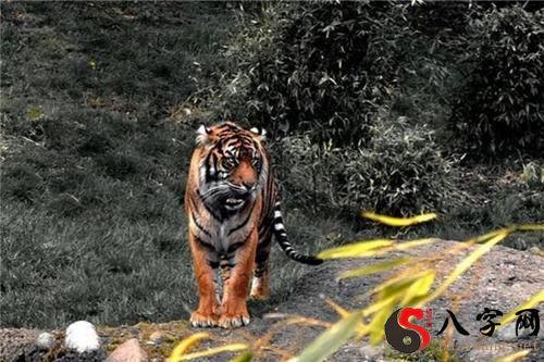 Dreaming of a tiger cub