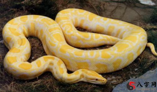 Dreaming of a boa constrictor