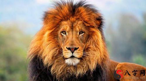 Dreaming of a lion chasing me