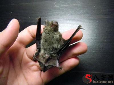 Dreaming of a bat bite