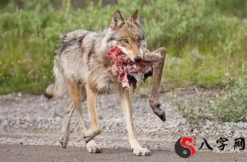 Dreaming of wolves eating meat