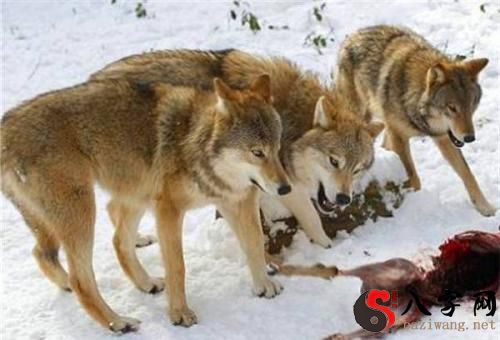 Dreaming of wolves eating people