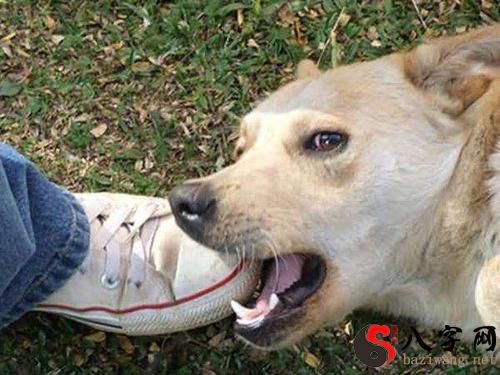 Dream of being bitten by a wolf dog