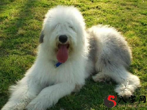 Dreaming of an Old Time Sheepdog