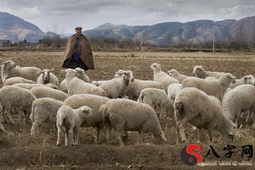 Dreaming about someone driving a sheep