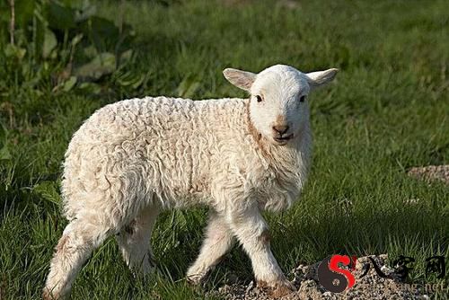 Dreaming of a flock of female sheep