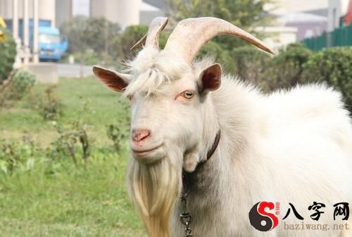 Dreaming of a female goat