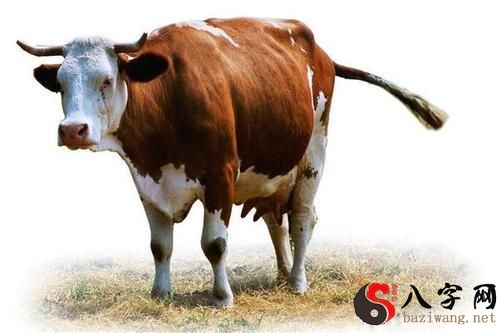 Dream of raising a cow