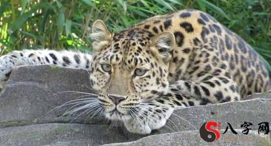 Dreaming of a leopard eating a man