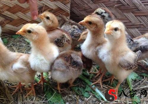 Dreaming of many chicks