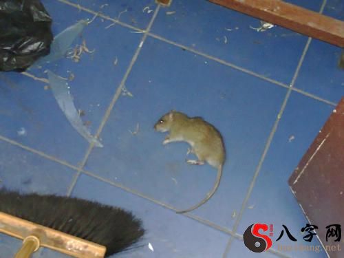 Dreaming of fighting rats with others