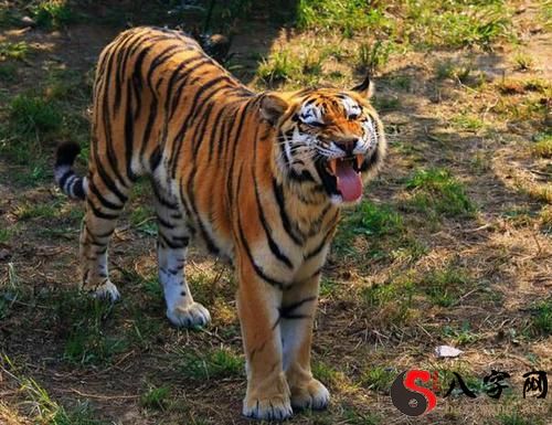 Dreaming of a tiger roaring head on