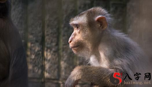 Dreaming of monkeys pestering me