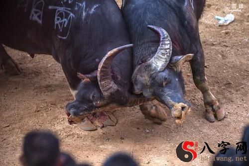 Dreaming of a fight with a bull
