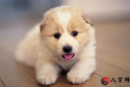 Dreaming of a litter of puppies