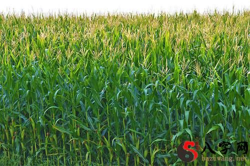 Dreaming of a green corn crop